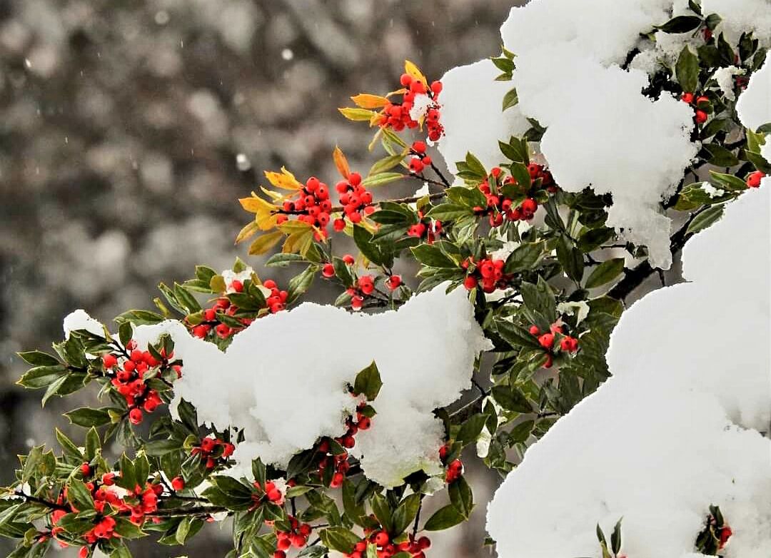 Winter beauty